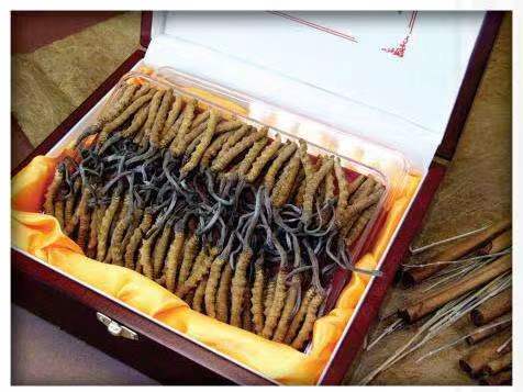 永新冬虫夏草回收